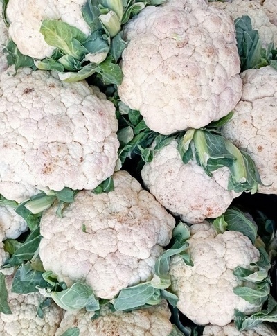 فروش گل کلم