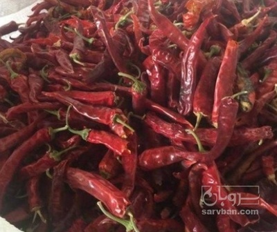 فروش فلفل شاخ بزی خشک