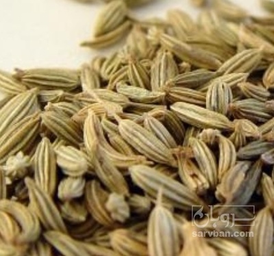 فروش رازیانه (گیاه‌ دارویی)