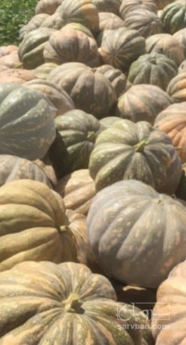 فروش کدو عمانی