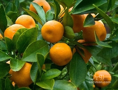 فروش نارنگی سردرختی