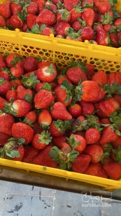 فروش توت فرنگی