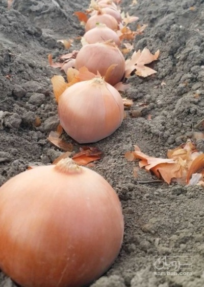 فروش پیاز طلایی