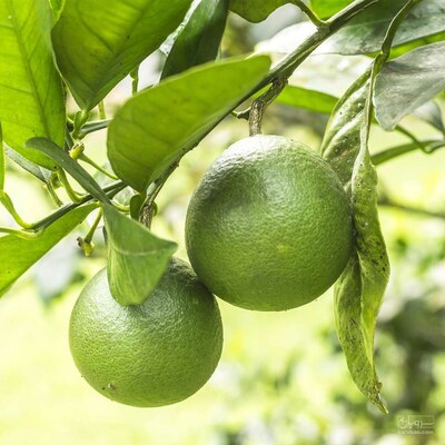 فروش پرتقال