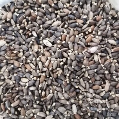 فروش بذر خار مریم (مارتیغال)