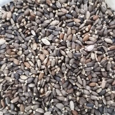 فروش بذر خار مریم