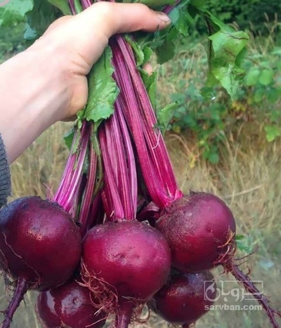 فروش چغندر لبو