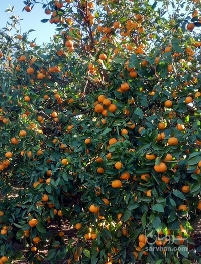 فروش نارنگی