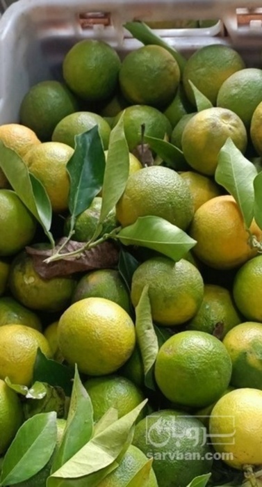 فروش نارنج سردرختی
