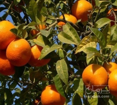 فروش نارنگی