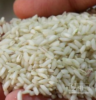 فروش برنج عنبر بو