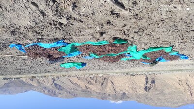 فروش روناس (گیاه‌ دارویی)