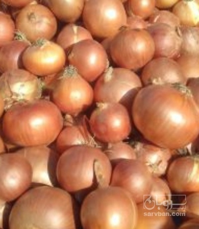 فروش پیاز زرد طلایی