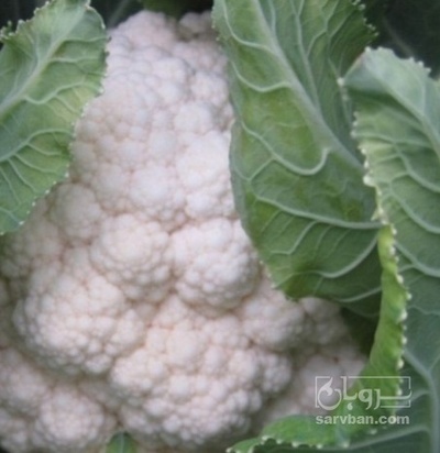 فروش گل کلم