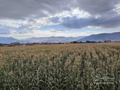 فروش چاپر ذرت - سیلاژ ذرت