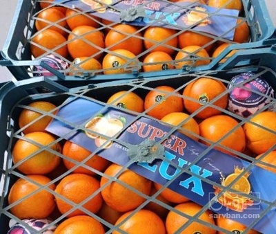 فروش پرتقال