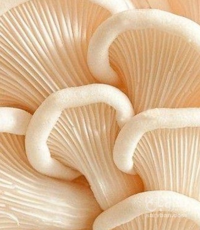 فروش قارچ صدفی