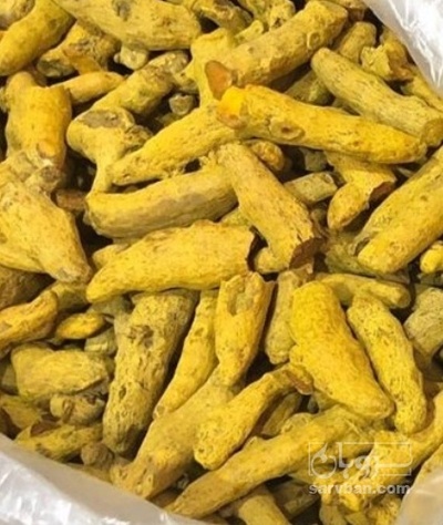 فروش قلم زردچوبه