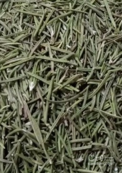 فروش رزماری (گیاه‌ دارویی)