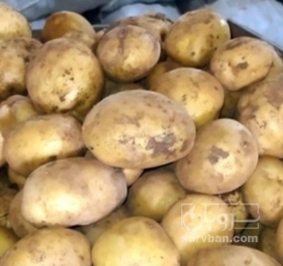 فروش سیب زمینی بذری اگریا401