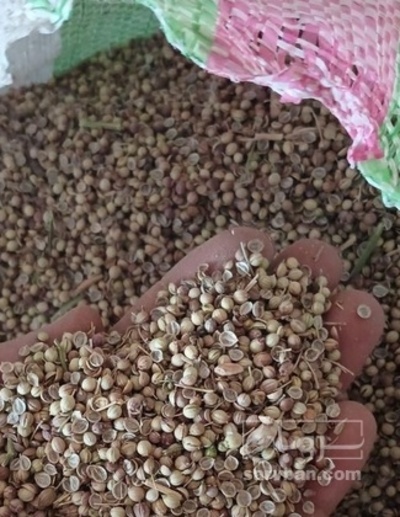 فروش تخم گشنیز (گیاه‌ دارویی)