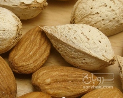 فروش بادام درختی