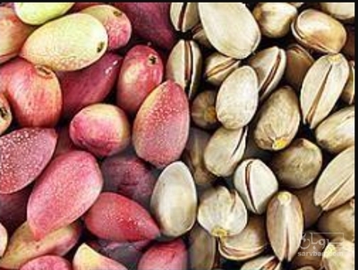 فروش پسته تر و تازه