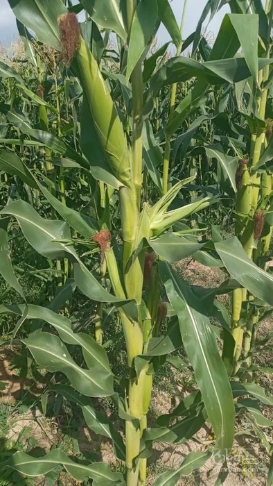 فروش ذرت علوفه ای