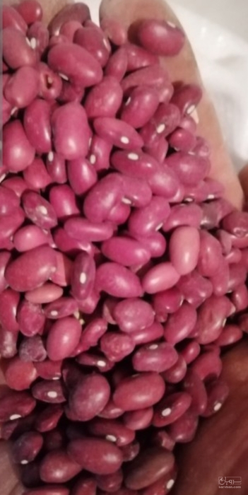 فروش لوبیا قرمز