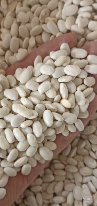 فروش لوبیا سفید