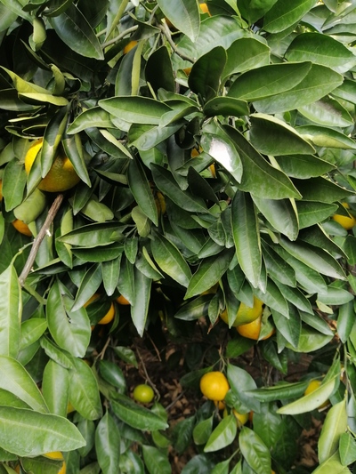 فروش نارنگی محلی سر درخت