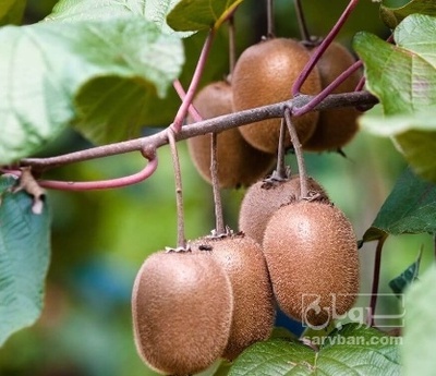 فروش کیوی زیر برگی