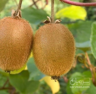فروش کیوی زیر برگی