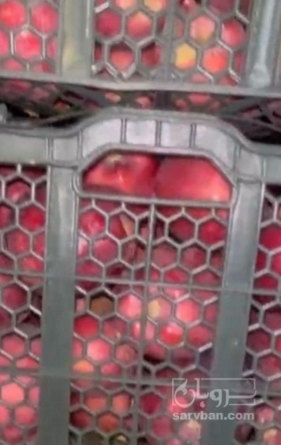 فروش سیب قرمز فله