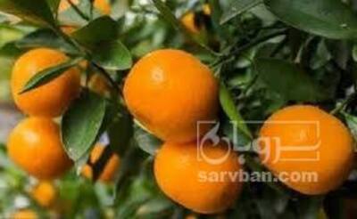 فروش نارنگی