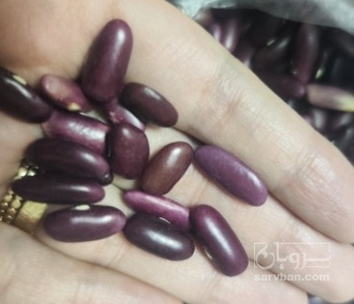 فروش لوبیا قرمز کپسولی