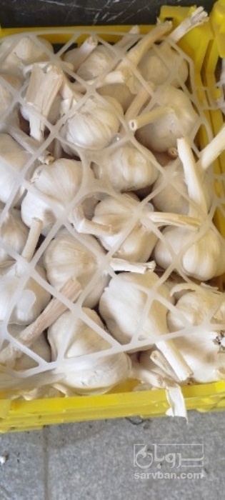 فروش سیر خشک سردخانه آیی و انباری