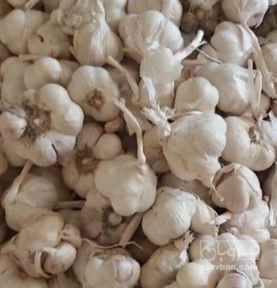 فروش سیر کیسه ایی