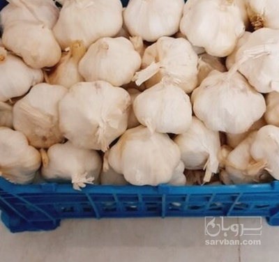 فروش سیر صادراتی