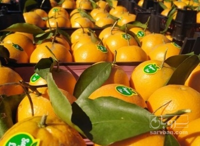 فروش پرتقال برگی صادراتی