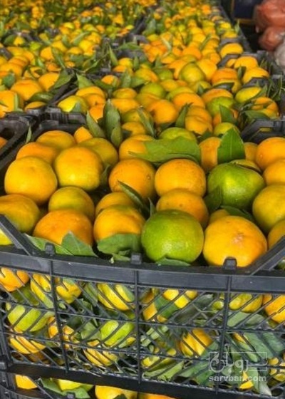 فروش نارنگی برگی صادراتی