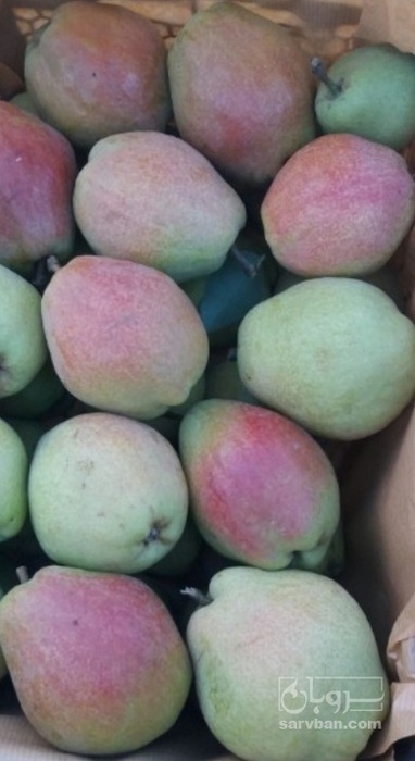 فروش گلابی درگزی