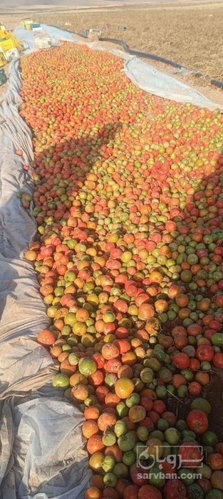 فروش گوجه فرنگی ربی و کال