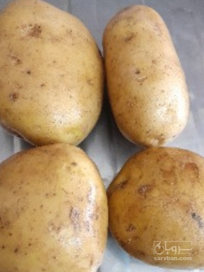 فروش سیب زمینی بامبا