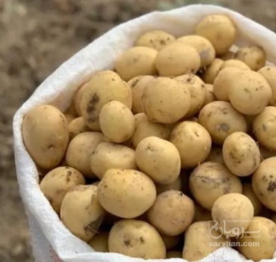 فروش سیب زمینی سیفرا