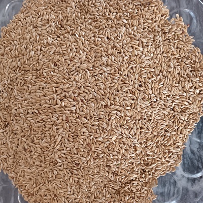 فروش کتان (گیاه الیافی)