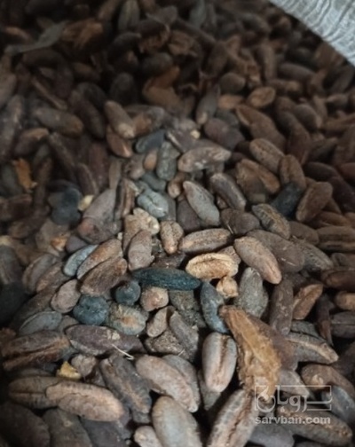 فروش خرما خوراک دام