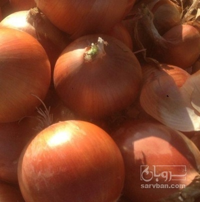 فروش پیاز زرد