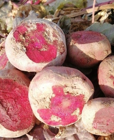 فروش چغندر لبو