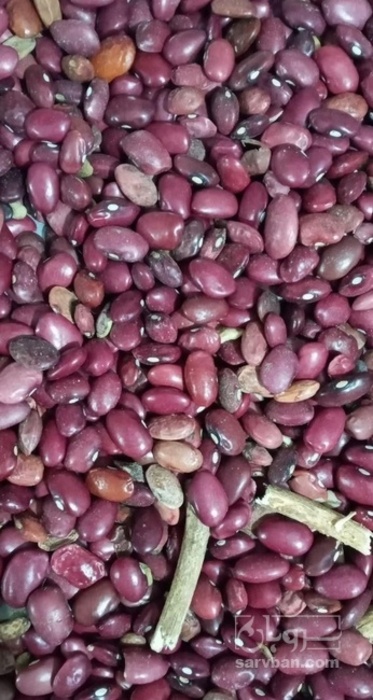 فروش لوبیا قرمز
